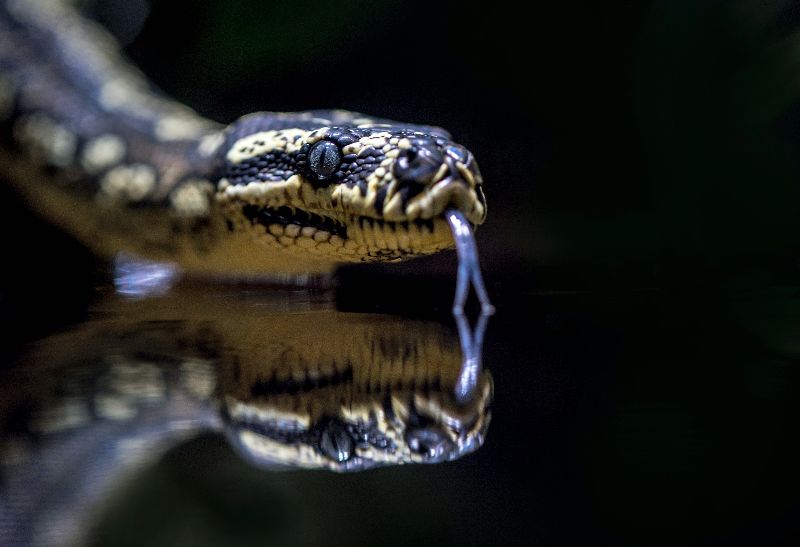 Togo Python